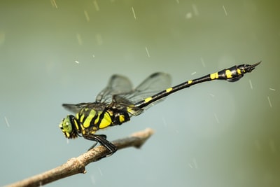 黄、黑蜻蜓特写
